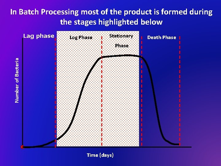 In Batch Processing most of the product is formed during the stages highlighted below