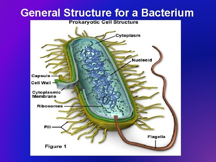 General Structure for a Bacterium 