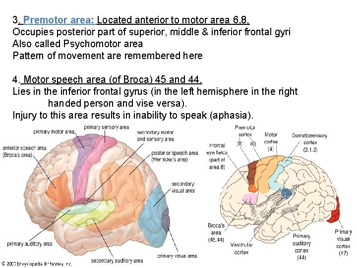 3. Premotor area: Located anterior to motor area 6, 8, Occupies posterior part of