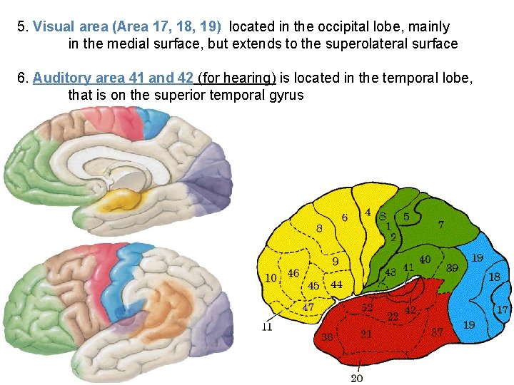 5. Visual area (Area 17, 18, 19) located in the occipital lobe, mainly in