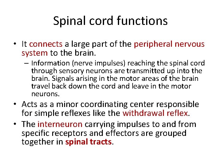 Spinal cord functions • It connects a large part of the peripheral nervous system
