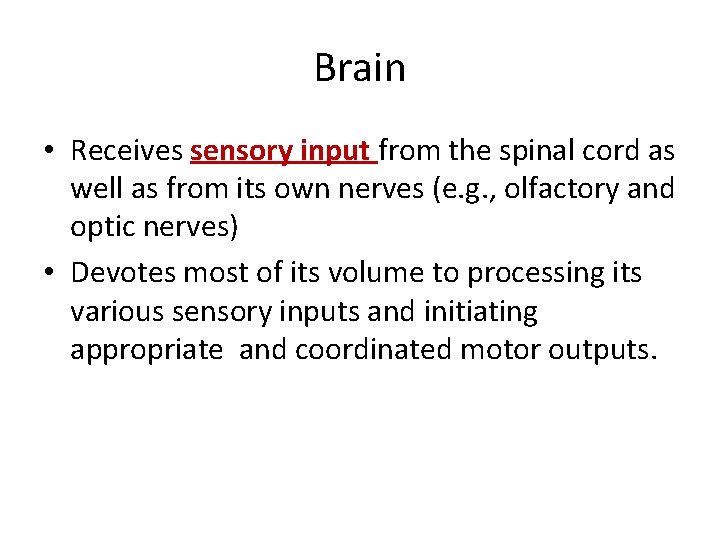 Brain • Receives sensory input from the spinal cord as well as from its