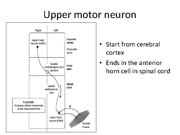 Upper motor neuron • Start from cerebral cortex • Ends in the anterior horn