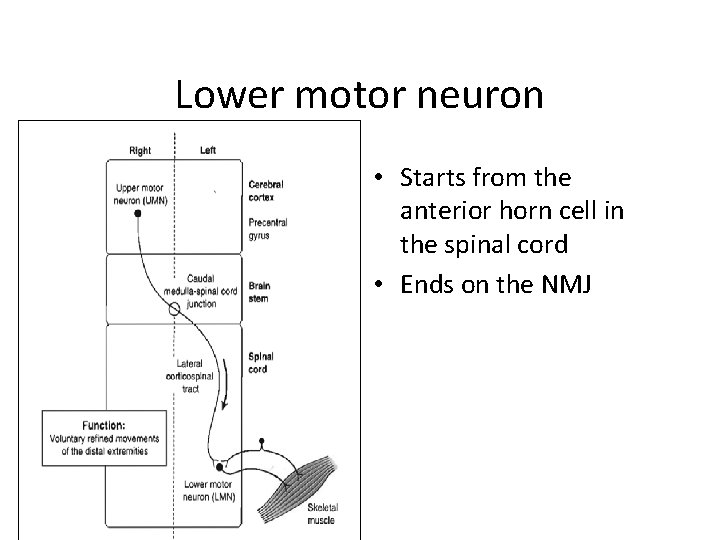 Lower motor neuron • Starts from the anterior horn cell in the spinal cord