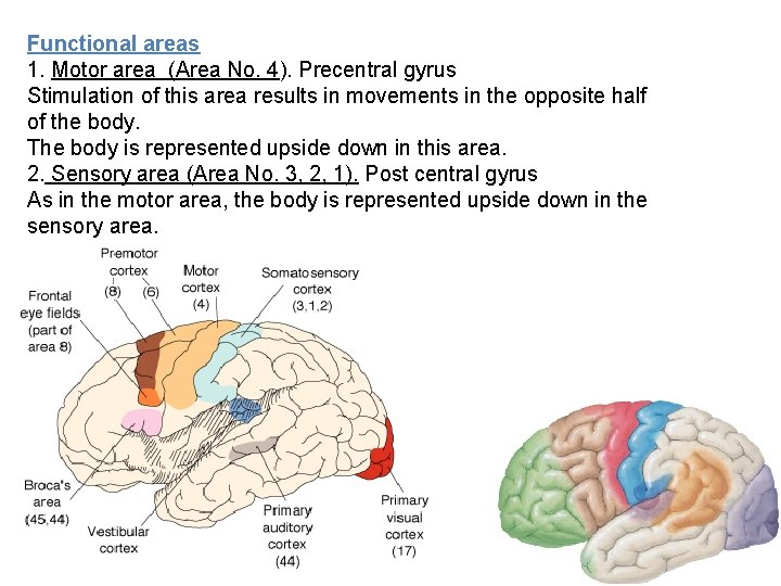 Functional areas 1. Motor area (Area No. 4). Precentral gyrus Stimulation of this area
