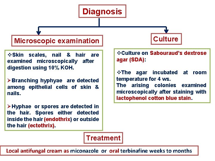 Diagnosis Culture Microscopic examination v. Skin scales, nail & hair are examined microscopically after
