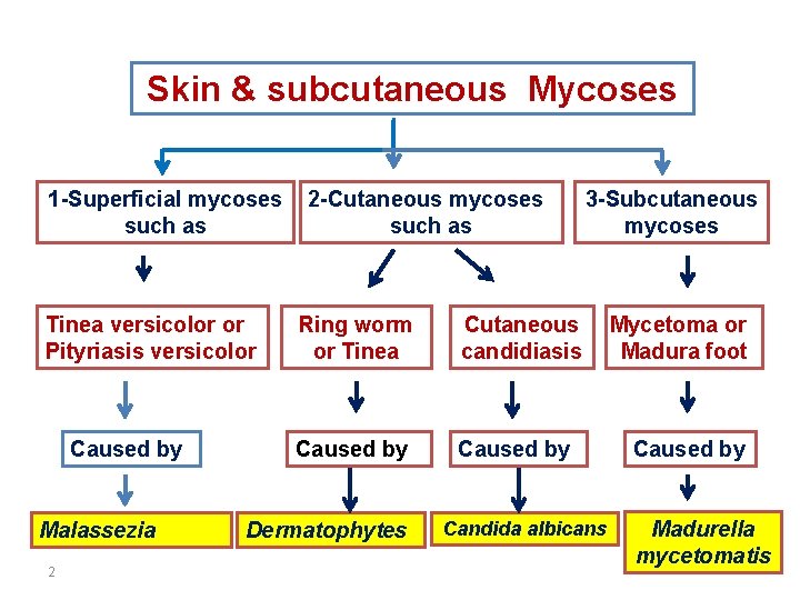 Skin & subcutaneous Mycoses 1 -Superficial mycoses such as Tinea versicolor or Pityriasis versicolor