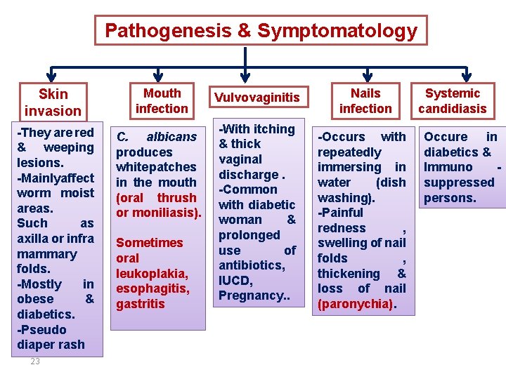 Pathogenesis & Symptomatology Skin invasion Mouth infection -They are red & weeping lesions. -Mainlyaffect