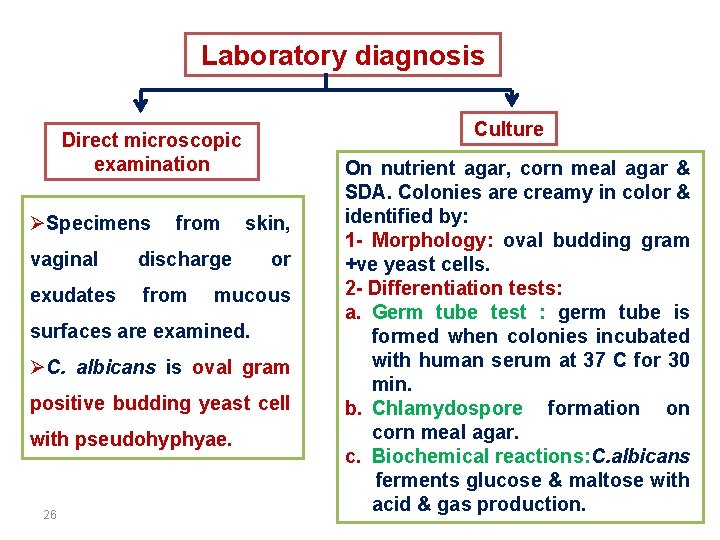 Laboratory diagnosis Culture Direct microscopic examination ØSpecimens from vaginal discharge exudates from skin, or
