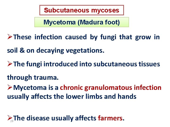 Subcutaneous mycoses Mycetoma (Madura foot) ØThese infection caused by fungi that grow in soil