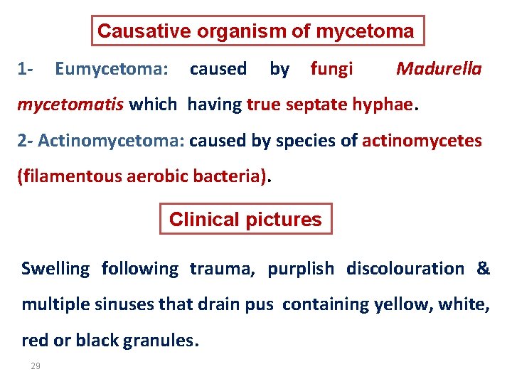 Causative organism of mycetoma 1 - Eumycetoma: caused by fungi Madurella mycetomatis which having