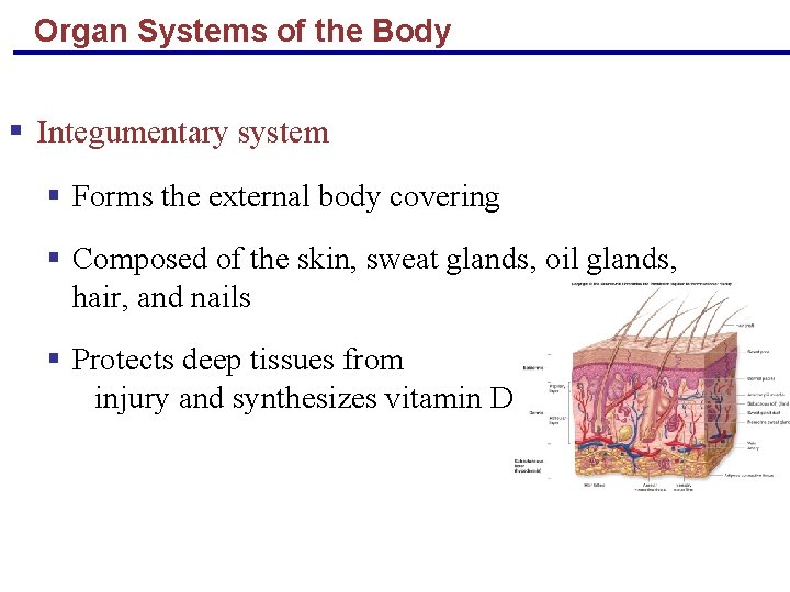 Organ Systems of the Body § Integumentary system § Forms the external body covering