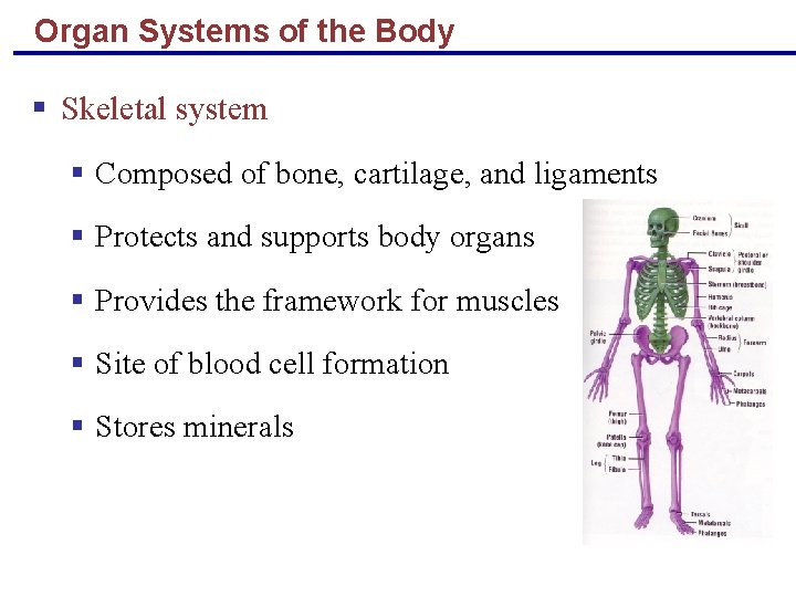 Organ Systems of the Body § Skeletal system § Composed of bone, cartilage, and