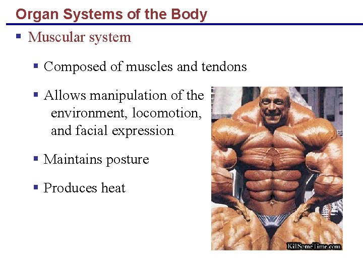 Organ Systems of the Body § Muscular system § Composed of muscles and tendons