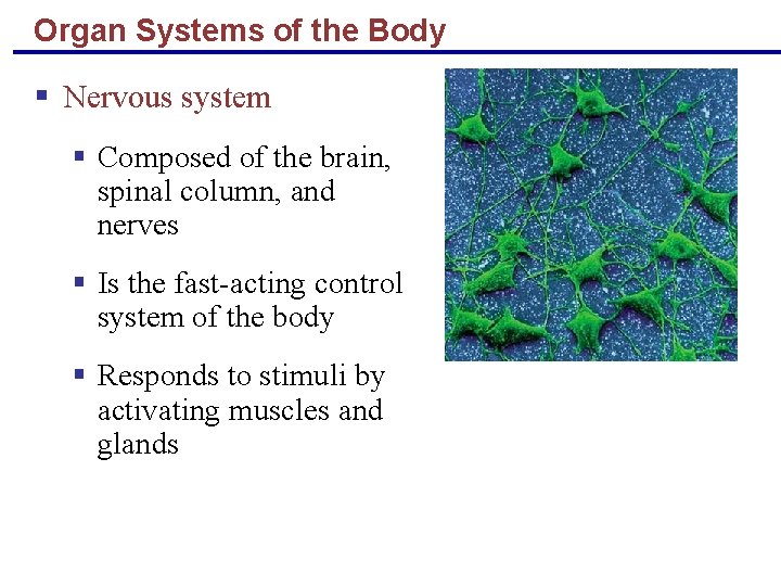 Organ Systems of the Body § Nervous system § Composed of the brain, spinal