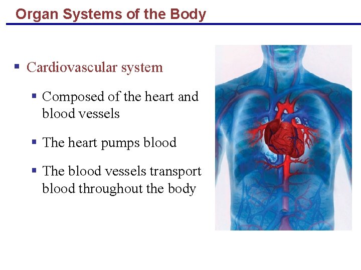 Organ Systems of the Body § Cardiovascular system § Composed of the heart and