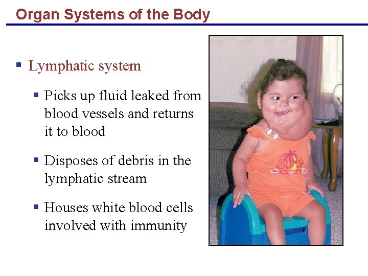 Organ Systems of the Body § Lymphatic system § Picks up fluid leaked from