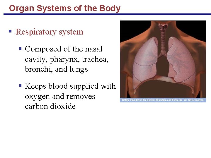 Organ Systems of the Body § Respiratory system § Composed of the nasal cavity,