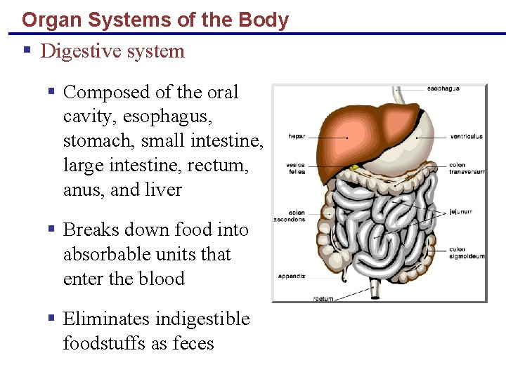 Organ Systems of the Body § Digestive system § Composed of the oral cavity,