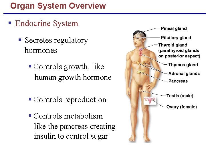 Organ System Overview § Endocrine System § Secretes regulatory hormones § Controls growth, like