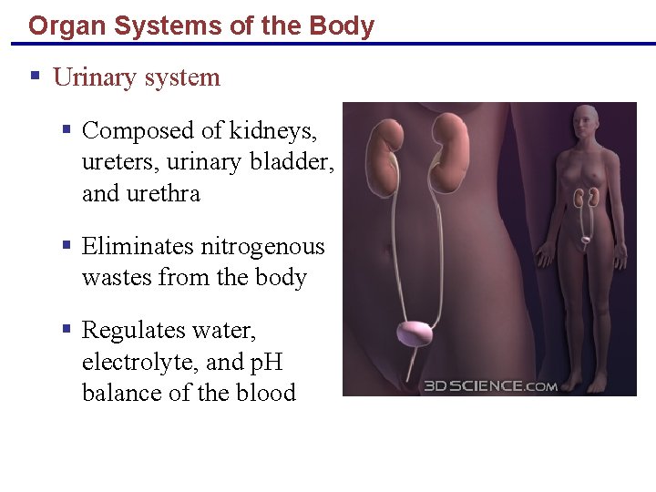 Organ Systems of the Body § Urinary system § Composed of kidneys, ureters, urinary