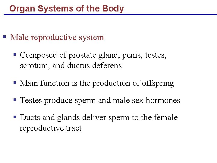 Organ Systems of the Body § Male reproductive system § Composed of prostate gland,