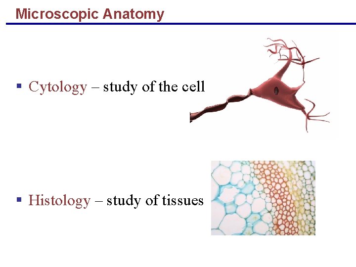 Microscopic Anatomy § Cytology – study of the cell § Histology – study of