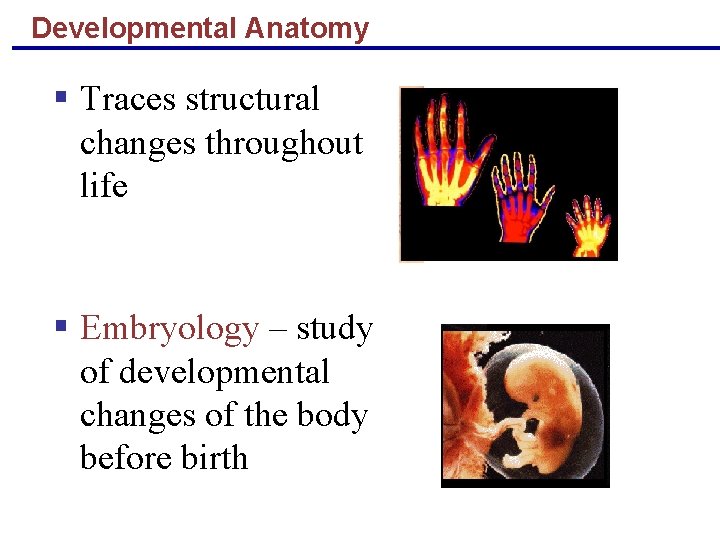 Developmental Anatomy § Traces structural changes throughout life § Embryology – study of developmental