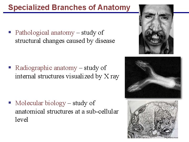 Specialized Branches of Anatomy § Pathological anatomy – study of structural changes caused by