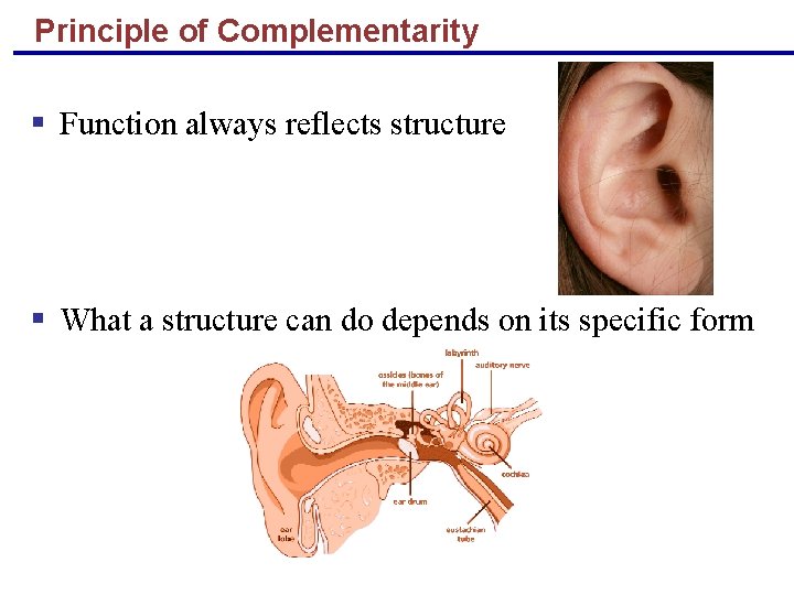 Principle of Complementarity § Function always reflects structure § What a structure can do