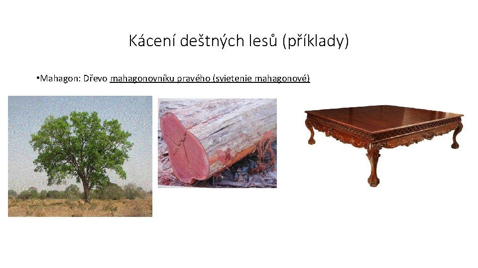 Kácení deštných lesů (příklady) • Mahagon: Dřevo mahagonovníku pravého (svietenie mahagonové) 