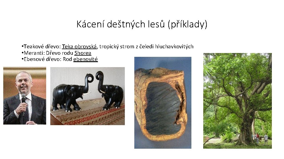 Kácení deštných lesů (příklady) • Teakové dřevo: Teka obrovská, tropický strom z čeledi hluchavkovitých