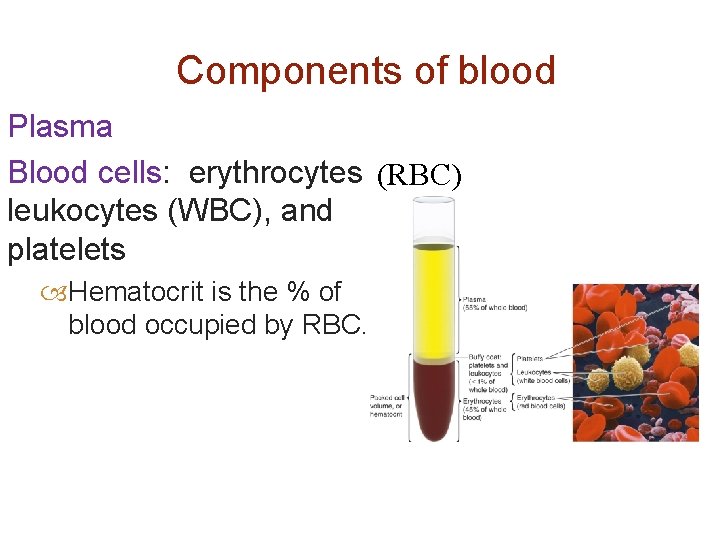 Components of blood Plasma Blood cells: erythrocytes (RBC) leukocytes (WBC), and platelets Hematocrit is