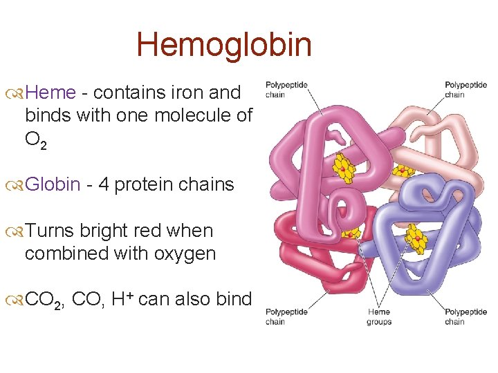 Hemoglobin Heme - contains iron and binds with one molecule of O 2 Globin