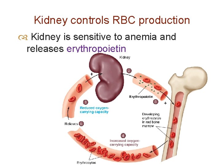 Kidney controls RBC production Kidney is sensitive to anemia and releases erythropoietin 