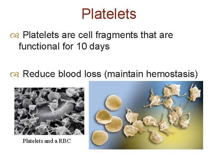 Platelets are cell fragments that are functional for 10 days Reduce blood loss (maintain