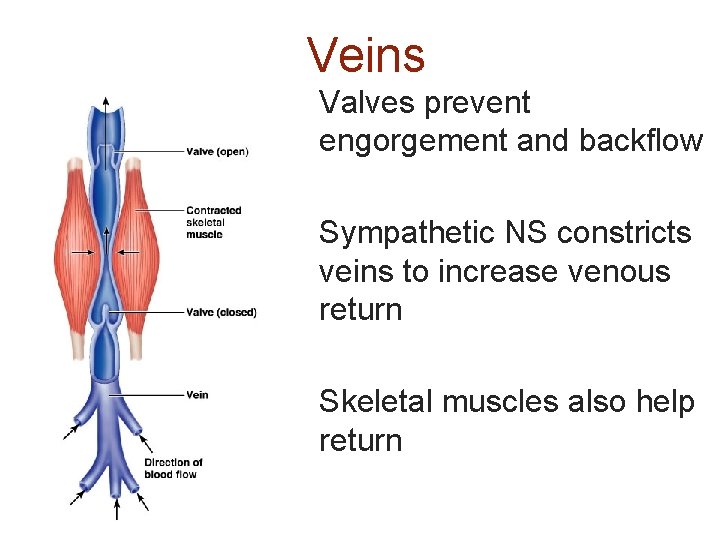 Veins Valves prevent engorgement and backflow Sympathetic NS constricts veins to increase venous return