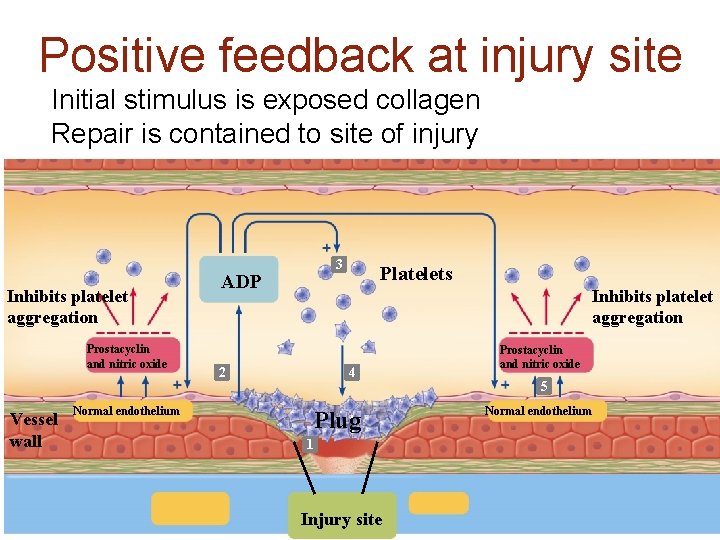 Positive feedback at injury site Initial stimulus is exposed collagen Repair is contained to