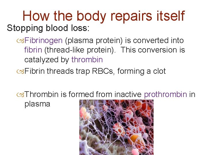 How the body repairs itself Stopping blood loss: Fibrinogen (plasma protein) is converted into