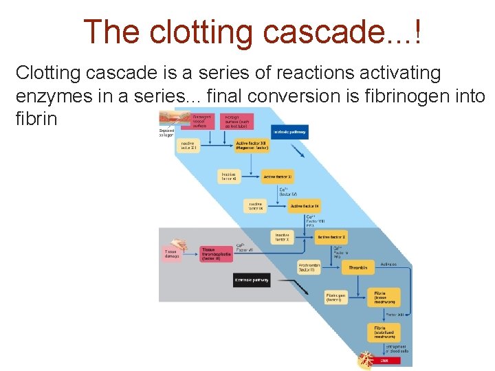 The clotting cascade. . . ! Clotting cascade is a series of reactions activating