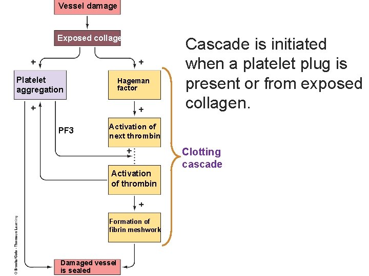 Vessel damage Exposed collagen Platelet aggregation PF 3 Hageman factor Cascade is initiated when