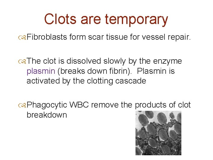 Clots are temporary Fibroblasts form scar tissue for vessel repair. The clot is dissolved