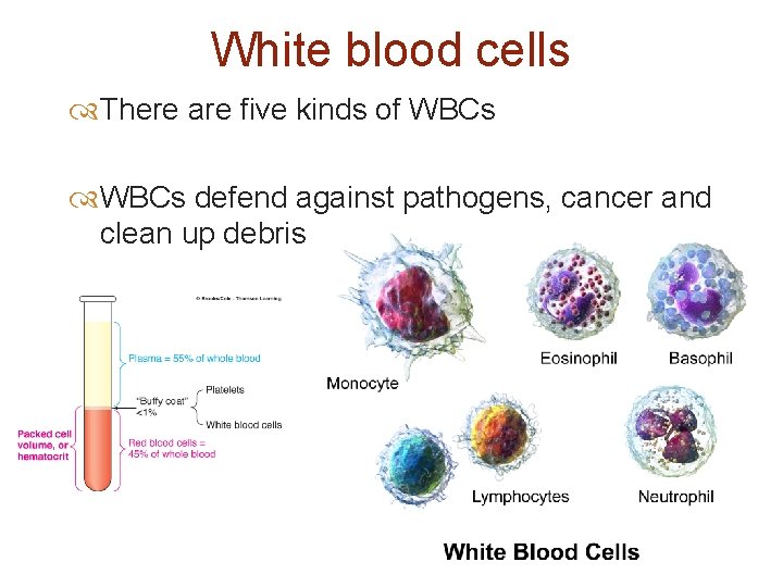 White blood cells There are five kinds of WBCs defend against pathogens, cancer and