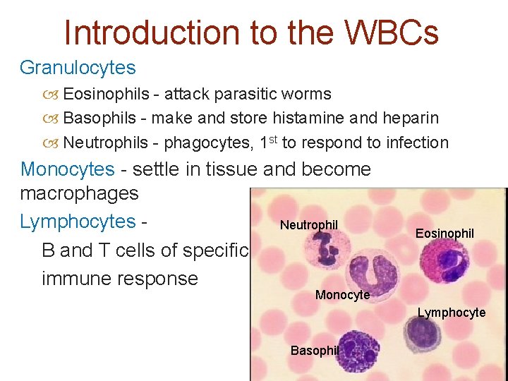 Introduction to the WBCs Granulocytes Eosinophils - attack parasitic worms Basophils - make and