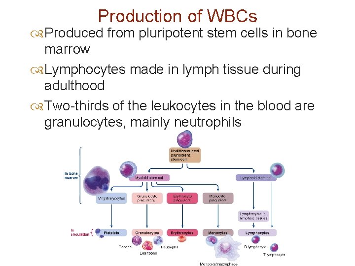 Production of WBCs Produced from pluripotent stem cells in bone marrow Lymphocytes made in
