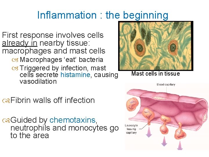 Inflammation : the beginning First response involves cells already in nearby tissue: macrophages and