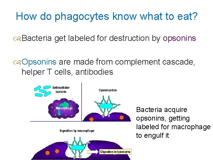 How do phagocytes know what to eat? Bacteria get labeled for destruction by opsonins