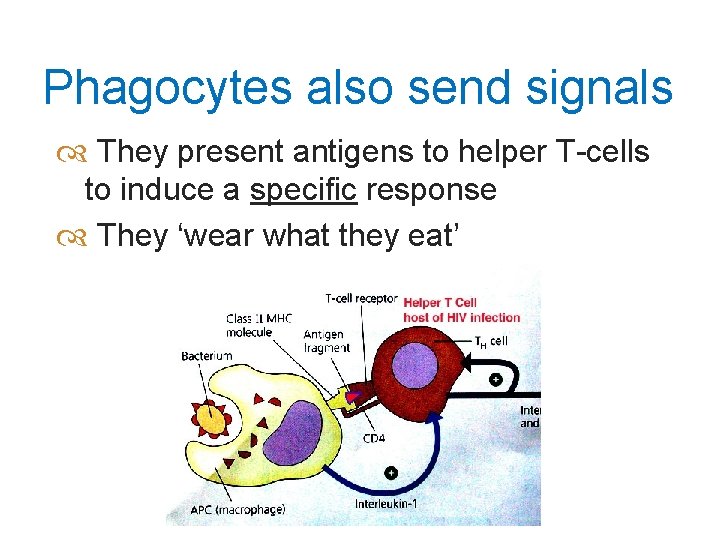 Phagocytes also send signals They present antigens to helper T-cells to induce a specific