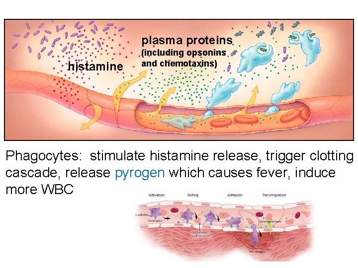 plasma proteins histamine (including opsonins and chemotaxins) Phagocytes: stimulate histamine release, trigger clotting cascade,