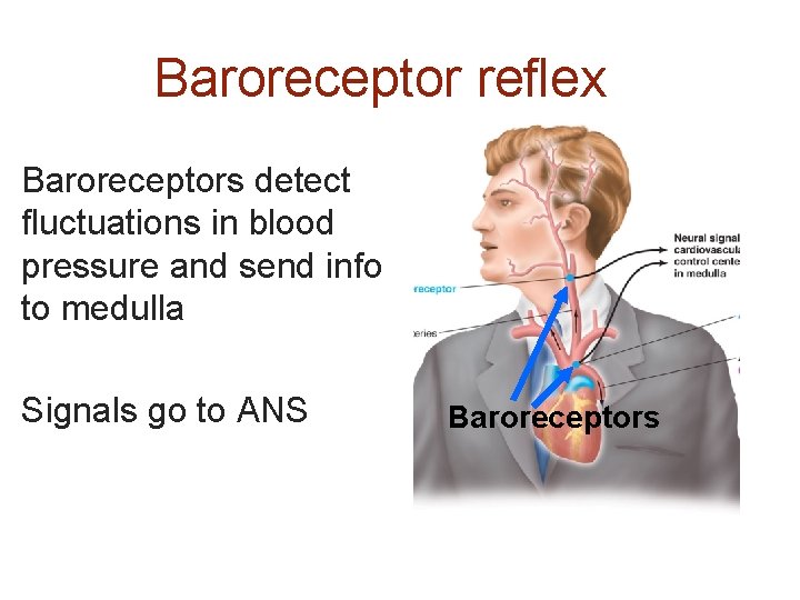 Baroreceptor reflex Baroreceptors detect fluctuations in blood pressure and send info to medulla Signals